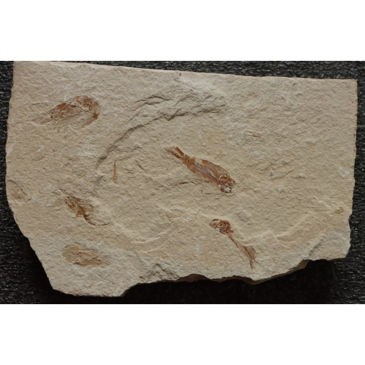 Armigatus brevissimus (Blainville, 1818) - Cénomanian  Hakil - Byblos - LIBANON