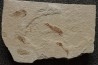 Armigatus brevissimus (Blainville, 1818) - Cénomanian Hakil - Byblos - LIBANON