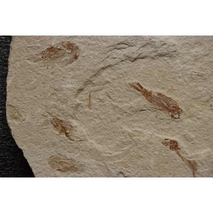 Armigatus brevissimus (Blainville, 1818) - Cénomanian  Hakil - Byblos - LIBANON