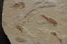 Armigatus brevissimus (Blainville, 1818) - Cénomanian Hakil - Byblos - LIBANON