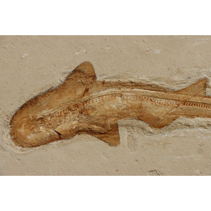 Scyliorhinus arambourgi (Cappetta, 1980) - Cénomanian  Hgula - Byblos - LIBANON