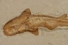 Scyliorhinus arambourgi (Cappetta, 1980) - Cénomanian  Hgula - Byblos - LIBANON