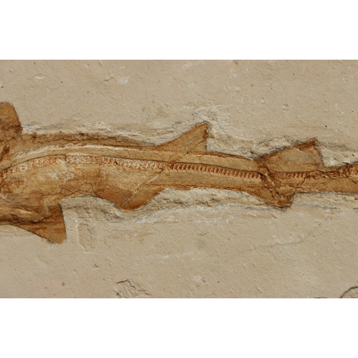 31 cm !!! - Scyliorhinus arambourgi (Cappetta, 1980) -  Cénomanien  Hgula - Byblos - LIBAN