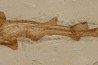 31 cm !!! - Scyliorhinus arambourgi (Cappetta, 1980) -  Cénomanien  Hgula - Byblos - LIBAN