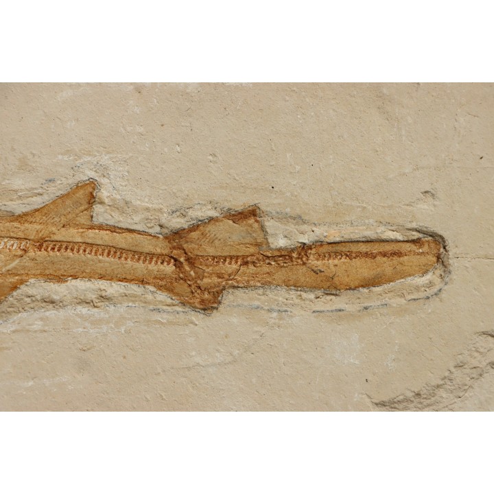 Scyliorhinus arambourgi (Cappetta, 1980) - Cénomanian  Hgula - Byblos - LIBANON