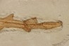 Scyliorhinus arambourgi (Cappetta, 1980) - Cénomanian  Hgula - Byblos - LIBANON