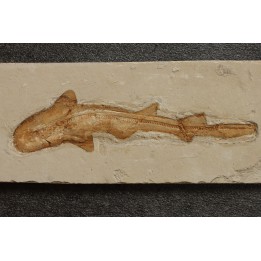 Scyliorhinus arambourgi (Cappetta, 1980) - Cénomanian  Hgula - Byblos - LIBANON