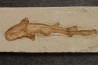 Scyliorhinus arambourgi (Cappetta, 1980) - Cénomanian  Hgula - Byblos - LIBANON
