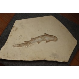 Scyliorhinus arambourgi (Cappetta, 1980) - Cénomanian  Hgula - Byblos - LIBANON
