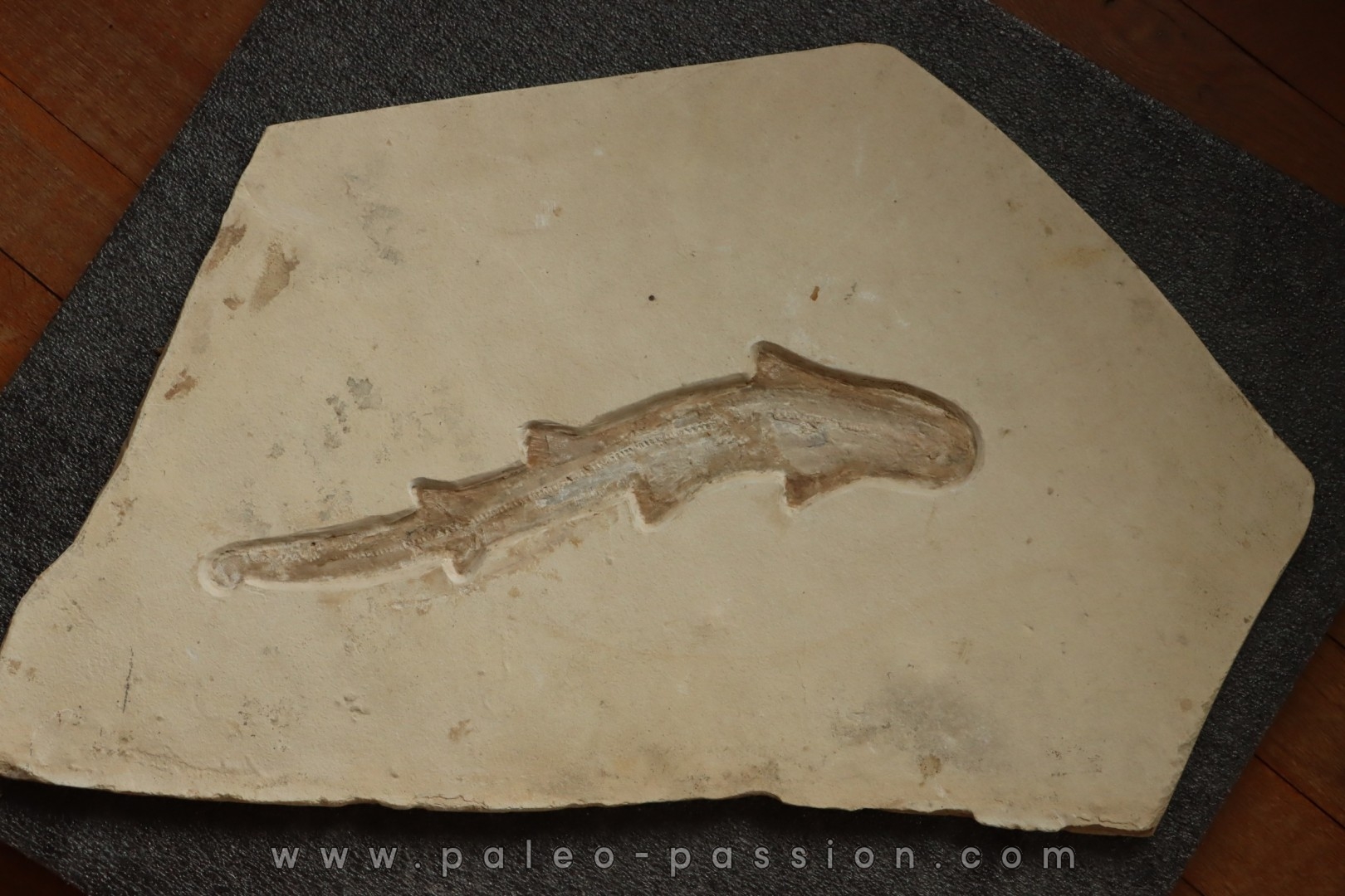 Scyliorhinus arambourgi (Cappetta, 1980) - Cénomanian Hgula - Byblos - LIBANON