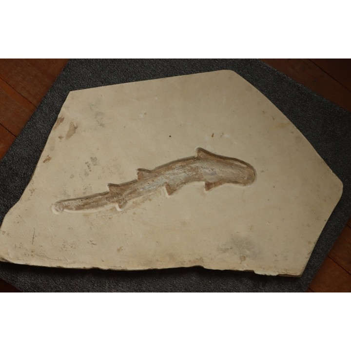 Scyliorhinus arambourgi (Cappetta, 1980) -  Cénomanien  Hgula - Byblos - LIBAN