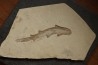 Scyliorhinus arambourgi (Cappetta, 1980) - Cénomanian Hgula - Byblos - LIBANON
