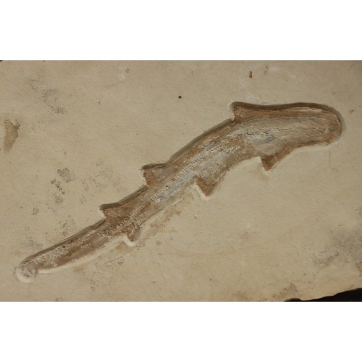 Scyliorhinus arambourgi (Cappetta, 1980) - Cénomanian  Hgula - Byblos - LIBANON