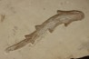 Scyliorhinus arambourgi (Cappetta, 1980) - Cénomanian Hgula - Byblos - LIBANON