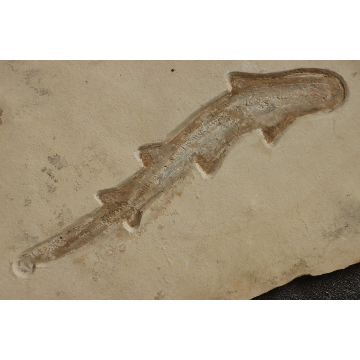 Scyliorhinus arambourgi (Cappetta, 1980) -  Cénomanien  Hgula - Byblos - LIBAN