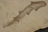 Scyliorhinus arambourgi (Cappetta, 1980) - Cénomanian Hgula - Byblos - LIBANON