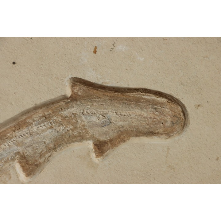 Scyliorhinus arambourgi (Cappetta, 1980) - Cénomanian  Hgula - Byblos - LIBANON