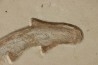 Scyliorhinus arambourgi (Cappetta, 1980) -  Cénomanien  Hgula - Byblos - LIBAN