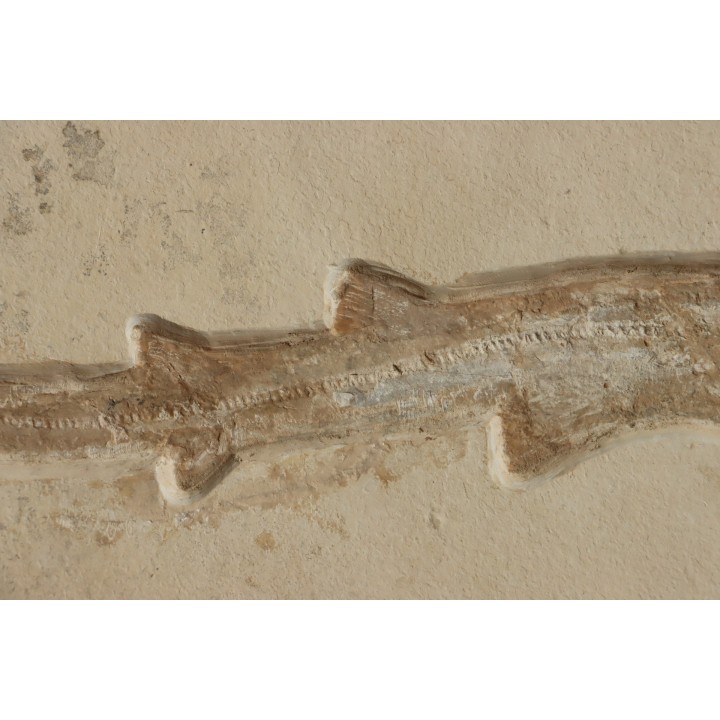 Scyliorhinus arambourgi (Cappetta, 1980) -  Cénomanien  Hgula - Byblos - LIBAN
