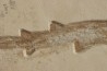 Scyliorhinus arambourgi (Cappetta, 1980) -  Cénomanien  Hgula - Byblos - LIBAN