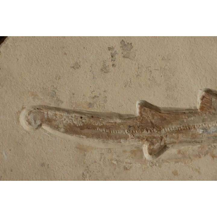 Scyliorhinus arambourgi (Cappetta, 1980) -  Cénomanien  Hgula - Byblos - LIBAN