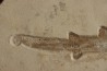 Scyliorhinus arambourgi (Cappetta, 1980) - Cénomanian Hgula - Byblos - LIBANON