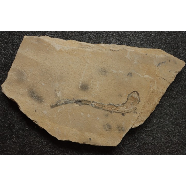 Scyliorhinus arambourgi (Cappetta, 1980) - Cénomanian  Hgula - Byblos - LIBANON