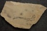 Scyliorhinus arambourgi (Cappetta, 1980) - Cénomanian  Hgula - Byblos - LIBANON