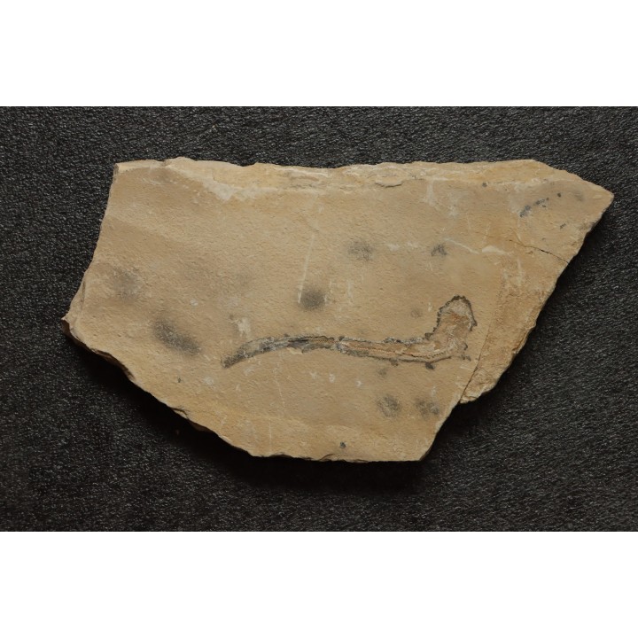 Scyliorhinus arambourgi (Cappetta, 1980) -  Cénomanien  Hgula - Byblos - LIBAN