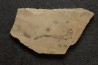 Scyliorhinus arambourgi (Cappetta, 1980) -  Cénomanien  Hgula - Byblos - LIBAN