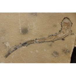 Scyliorhinus arambourgi (Cappetta, 1980) -  Cénomanien  Hgula - Byblos - LIBAN