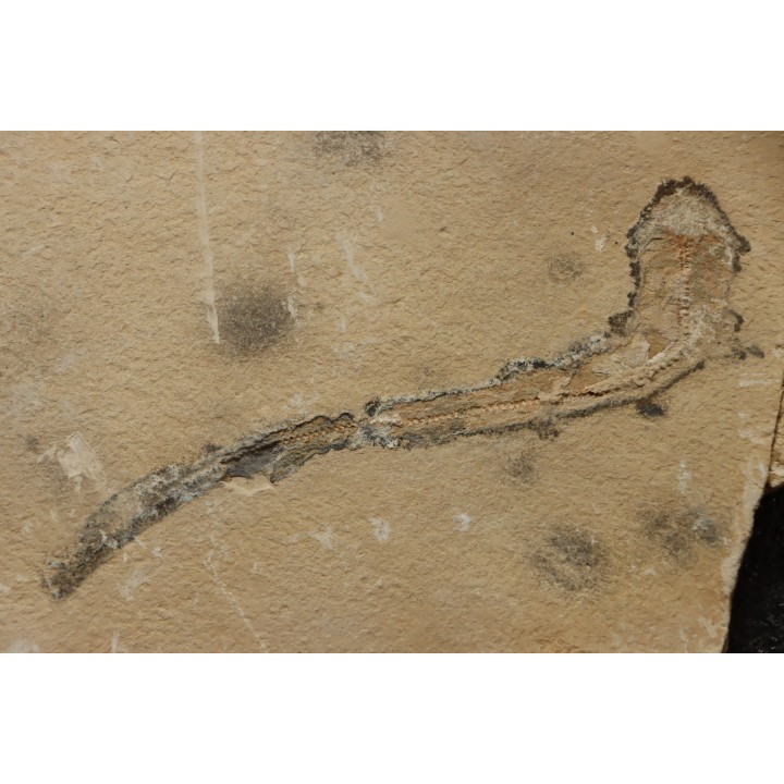 Scyliorhinus arambourgi (Cappetta, 1980) - Cénomanian  Hgula - Byblos - LIBANON
