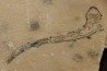 Scyliorhinus arambourgi (Cappetta, 1980) -  Cénomanien  Hgula - Byblos - LIBAN