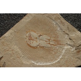 Cyclobatis major (Davis, 1887) - Cénomanian  Hgula - Byblos - LIBANON