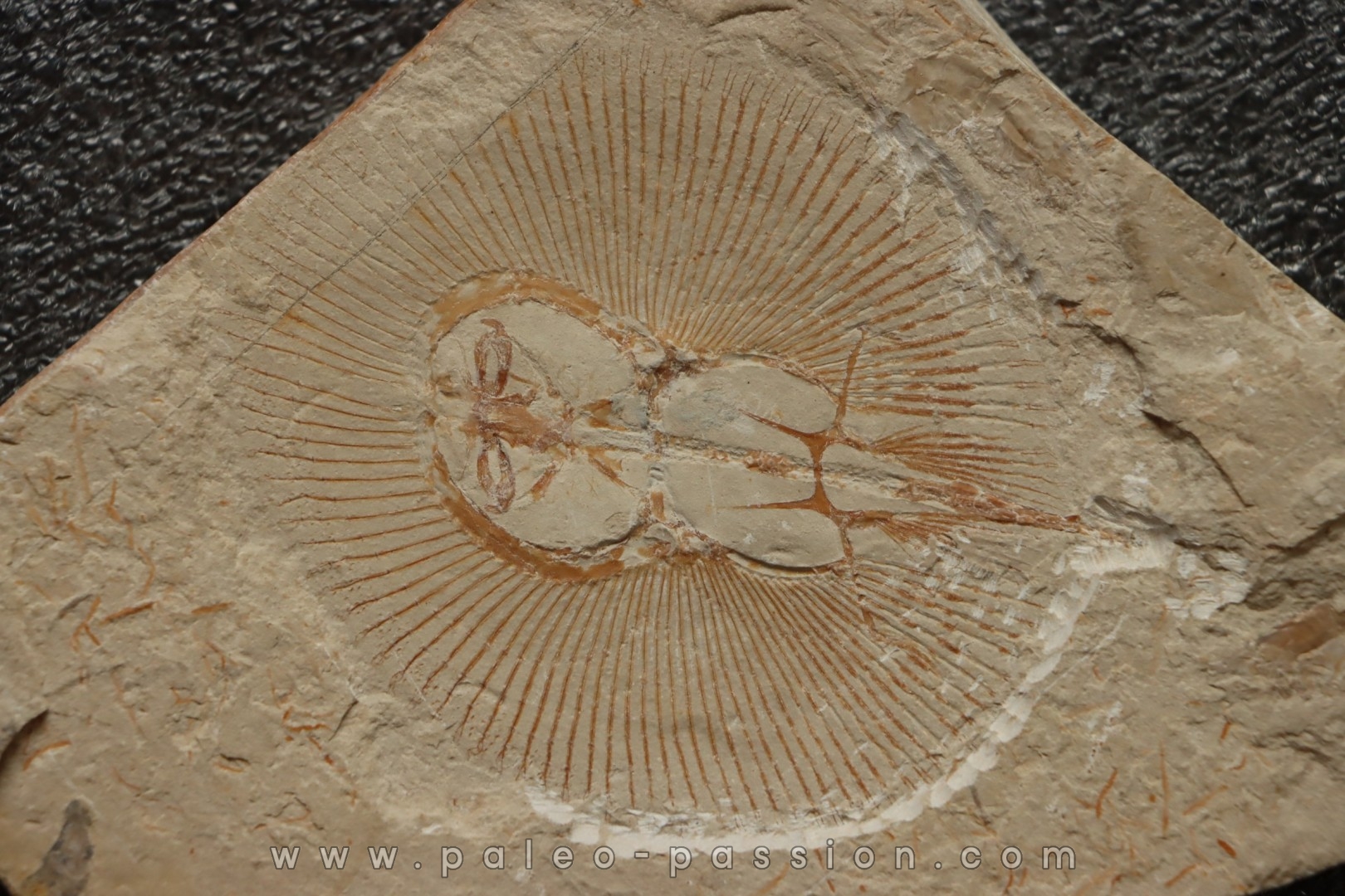 Cyclobatis major (Davis, 1887) - Cénomanien Hgula - Byblos - LIBAN