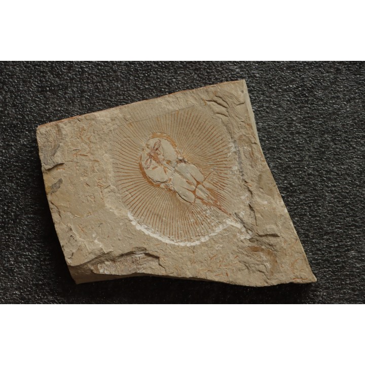 Cyclobatis major (Davis, 1887) -  Cénomanien  Hgula - Byblos - LIBAN