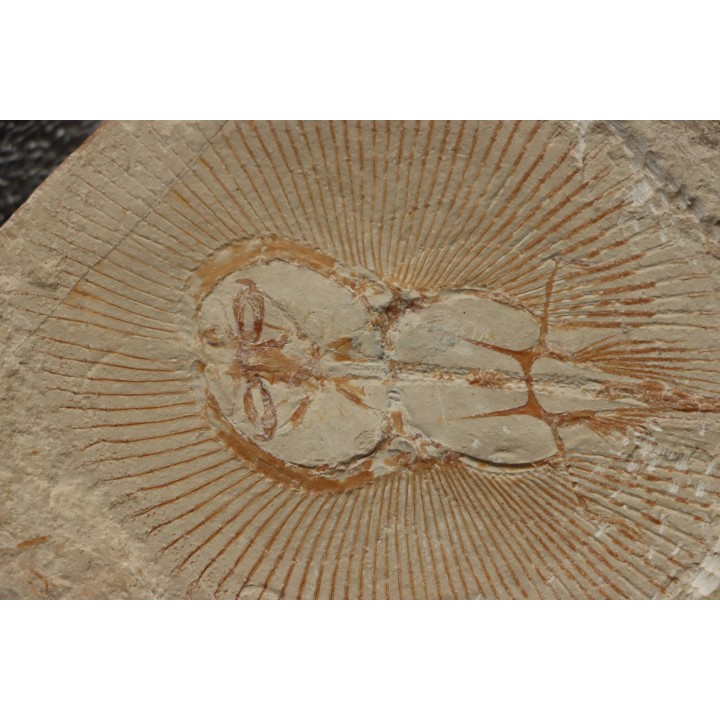 Cyclobatis major (Davis, 1887) - Cénomanian  Hgula - Byblos - LIBANON