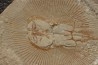 Cyclobatis major (Davis, 1887) - Cénomanian Hgula - Byblos - LIBANON