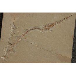 Rhynchodercetis hakelensis (Pictet et Humbert,1866) -  Cénomanien  Hgula - Byblos - LIBAN