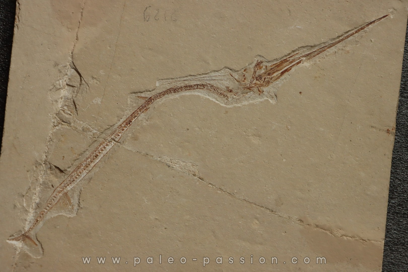 Rhynchodercetis hakelensis (Pictet et Humbert,1866) - Cénomanian Hgula - Byblos - LIBANON