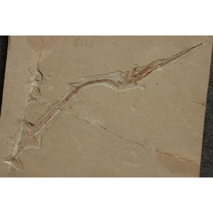 Rhynchodercetis hakelensis (Pictet et Humbert,1866) -  Cénomanien  Hgula - Byblos - LIBAN