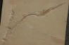 Rhynchodercetis hakelensis (Pictet et Humbert,1866) -  Cénomanien  Hgula - Byblos - LIBAN