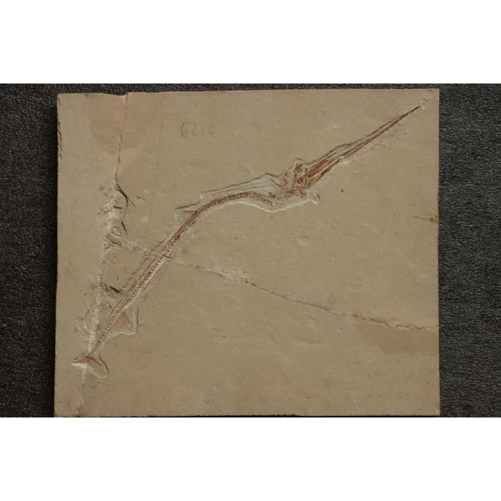 Rhynchodercetis hakelensis (Pictet et Humbert,1866) -  Cénomanien  Hgula - Byblos - LIBAN