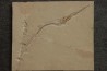 Rhynchodercetis hakelensis (Pictet et Humbert,1866) - Cénomanian Hgula - Byblos - LIBANON