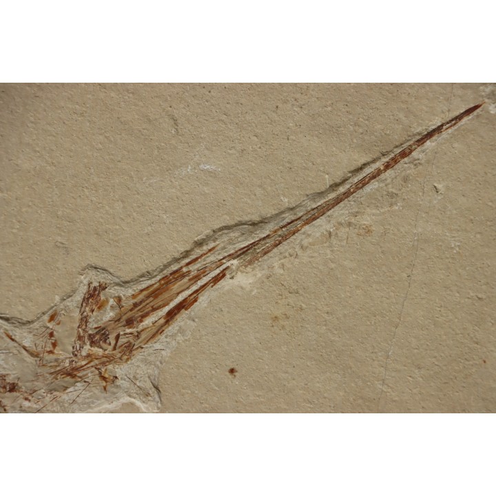 Rhynchodercetis hakelensis (Pictet et Humbert,1866) - Cénomanian  Hgula - Byblos - LIBANON
