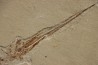 Rhynchodercetis hakelensis (Pictet et Humbert,1866) - Cénomanian Hgula - Byblos - LIBANON