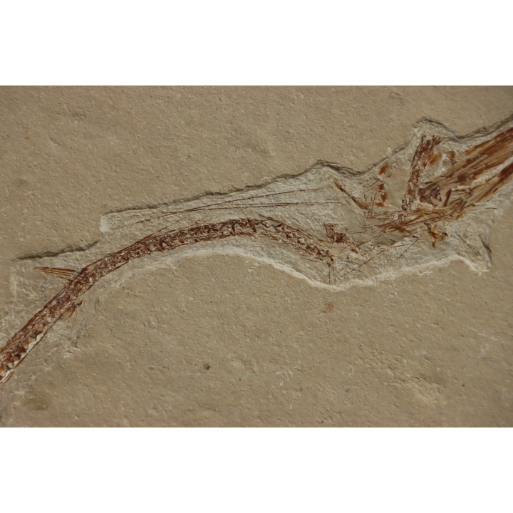 Rhynchodercetis hakelensis (Pictet et Humbert,1866) -  Cénomanien  Hgula - Byblos - LIBAN