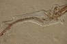 Rhynchodercetis hakelensis (Pictet et Humbert,1866) -  Cénomanien  Hgula - Byblos - LIBAN