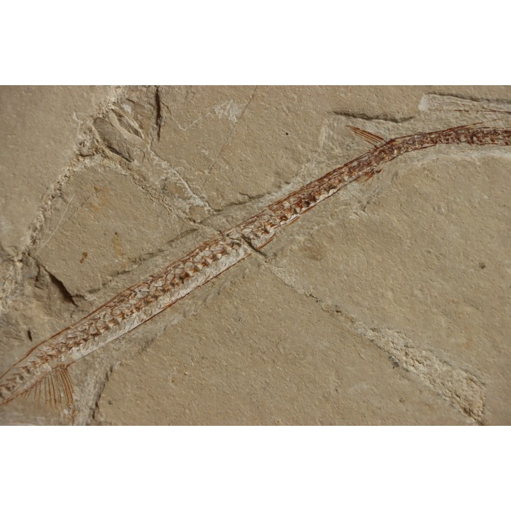 Rhynchodercetis hakelensis (Pictet et Humbert,1866) - Cénomanian  Hgula - Byblos - LIBANON