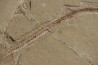 Rhynchodercetis hakelensis (Pictet et Humbert,1866) - Cénomanian Hgula - Byblos - LIBANON
